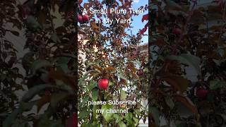 Plum Tree In My Yard  Plum Tree  youtube shorts tree plum plumtree indira short yard [upl. by Ahsel8]