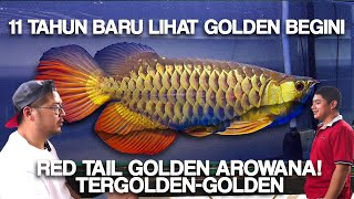 TerGOLDENGOLDEN Emas yang Sering Dilupakan Red Tail Golden Arowana dari Sumatera [upl. by Lehar]