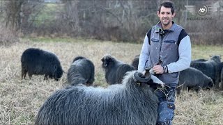 OD DJEČIJEG DOPLATKA UZEO PRVA JANJADI  NAJMLAĐI FARMER U PODRINJUSEDIN MEHMEDOVIĆ [upl. by Philpot]