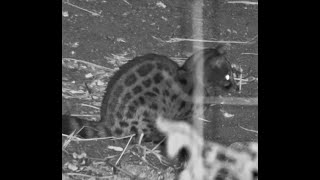 Large Spotted Genet at Rosies cam [upl. by Zhang]