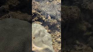 Brain coral LPS in seaside International zone 海南近岸潮間帶的迷宮糖果腦珊瑚 coral coralreef beach lpscoral [upl. by Einalem121]