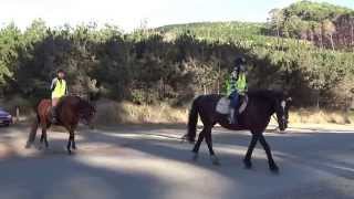 Horse Riding Muriwai Beach and Woodhill Forest [upl. by Assile]