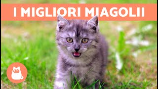 I migliori VIDEO di GATTI CHE MIAGOLANO 🐱🐾 Gatti che miagolano arrabbiati felici e divertenti [upl. by Ahseirej]