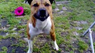 Staffordshire BullTerrier Jumps 6 FOOT Fence [upl. by Dorion]