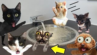 24 horas cuidando bebes gatitos y primer baño de gatito  Videos de gatos graciosos Luna y Estrella [upl. by Francesca]