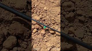 Dripper irrigation ಹನಿ ನೀರಾವರಿ drip irrigation india agriculture farming karnataka jain [upl. by Dnalwor]