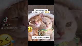 Бот для просмотра видео tg videowatchbot funny  funnyvideo cat [upl. by Bouchier]