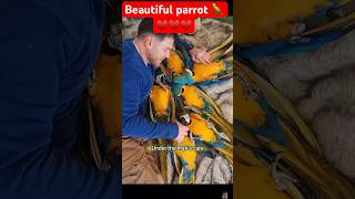 Bird of paradise care tips  BEAUTIFUL parrot 🦜♥️♥️ shortvideo parrot birds pets [upl. by Nero]