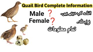 Quail Bird Complete Information  Batair [upl. by Yenial65]