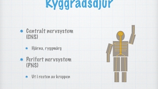 Nervsystem hos människan och olika djurgrupper [upl. by Aninep]