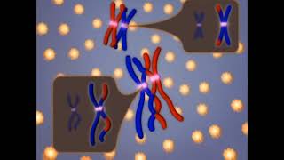 meiosis 3d animation phases of mitosis cell cycle and cell divisionmitosis and meiosis [upl. by Nonahs]