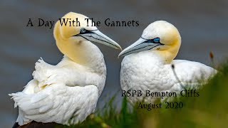 A Day With The Gannets At Bempton Cliffs [upl. by Ynomrah]