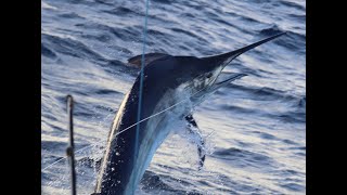 Black Marlin Great Barrier Reef adventure aboard Calypso [upl. by Oijimer]