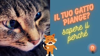 Misteri del Miau  Perché i Gatti Piangono e Come Decifrarlo [upl. by Charissa260]