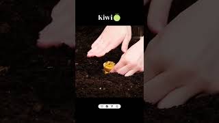 Great ideas for Kiwi 🥝 idol gardening shorts youtubeshorts trending viralvideo [upl. by Langston]