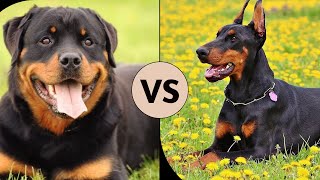 Rottweiler vs Doberman Comparison [upl. by Atnahsa]