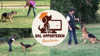 Hond bal  speeltje leren apporteren [upl. by Alien]