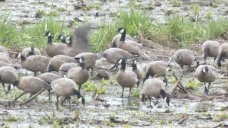 Cackling Geese flying and feeding [upl. by Emelia]