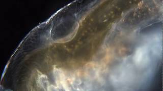 Daphnia heartbeat filmed with Altair Hypercam 294C camera  Leitz Orthoplan Microscope [upl. by Saidee]