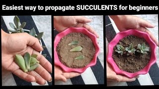 Most Easiest way to propagate SUCCULENTS for beginners [upl. by Nogem]