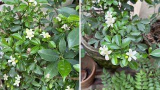 Murraya Paniculata की देखभाल कैसे करे  Grow amp care Murraya plant  growth tips amp best fertilizer [upl. by Analos]