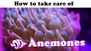 Sea Anemones A How to Guide for Selection Care and Feeding [upl. by Ivan920]