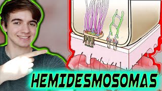 LA MEJOR EXPLICACIÓN SOBRE HEMIDESMOSOMAS QUE VAS A ENCONTRAR🔬 [upl. by Nellad862]