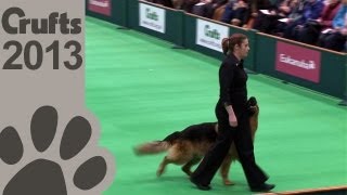 Obedience Dog Championships  Day 3  Crufts 2013 Jenny Gould amp Zakanja Bitter N Twisted [upl. by Nnitsuj]