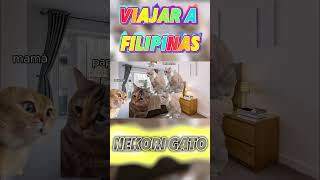 Meme de gatos [upl. by Onahpets]