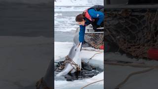 A Heartfelt Tale of a Wounded Dolphin Trapped in a Net Pleading for a Sailors Rescue animals [upl. by Llerrom]