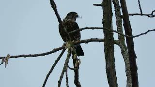 030124 1 Black Merlin Eating Tukwila Wa 7618160 [upl. by Dnalevelc537]