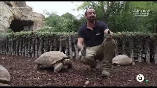 Animalades À Punt Trasllat de les tortugues de BIOPARC València a la zona dhivern [upl. by Oinesra]