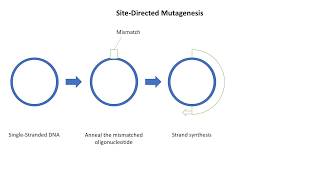 SiteDirected Mutagenesis Animation [upl. by Nylatsyrc149]