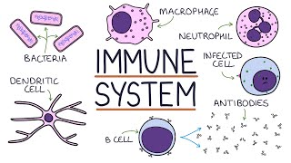 Understanding the Immune System in One Video [upl. by Held]