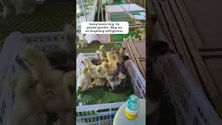 Fowl pox vaccination vaccine viral chicken brooding birds shorts agriculture farming music [upl. by Wilek]