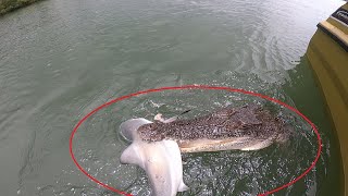 Hungry Crocodile Eats Shark in Australia [upl. by Padraic]