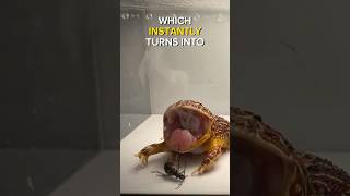 Pacman Frog vs Bombardier Beetle  Live Feeding shorts pacmanfrog frog feeding [upl. by Emalia]