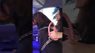 WHAT ITS LIKE TAKING a ROTTWEILER THRU THE CAR WASH FOR THE 1ST TIME 😂😂😂 [upl. by Aivin]