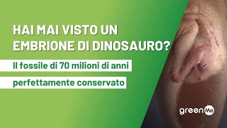 Hai mai visto un embrione di dinosauro Ritrovato fossile di oviraptosauro di 70 milioni di anni fa [upl. by Alcina50]