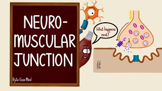 Neuromuscular Junction  NMJ  Neuromuscular transmission  Myology  Nerve Muscle Physiology [upl. by Yursa130]