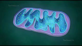 mitochondria animation II mitochondria is the powerhouse of the cell II mitochondria class 11 [upl. by Reinnej]