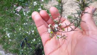 DIOSME DIOSMA ALIENTO DEL CIELO BLANCO PROPIEDADES MÁGICAS PARA DINEIROS [upl. by Hildagarde]