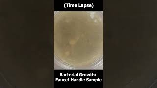 Bacterial Growth Time Lapse Faucet Handle Experiment🦠🔬 bacteria exponential growth shorts [upl. by Whitman]