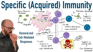 Specific Adaptive Immunity  Humoral and CellMediated Responses [upl. by Retsim]