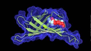 Molecular Docking [upl. by Hanahs]