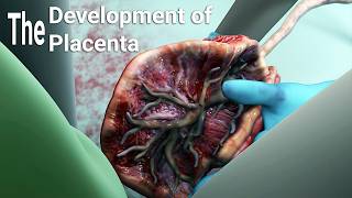 development of the placentalabor and delivery  birthembryologyplacental maternal side formation [upl. by Gnolb]