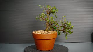 Bonsai from air layer  2 [upl. by Aynom890]