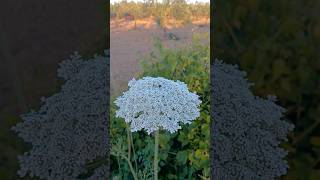 Daucus carota acenoria zanahoria silvestre lasplantasdeteresa flores plants flowers [upl. by Nuhsyar]