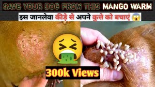 quotSHOCKING Poor Dog Infested With Disgusting Mango Worms  How To Removequot mangoworms dogrescue [upl. by Nilo760]