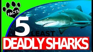 5 Least Deadly Shark Species You Can Safely Swim With  Shark Week [upl. by Lalla]